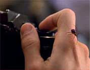A spider lands on Peter's hand