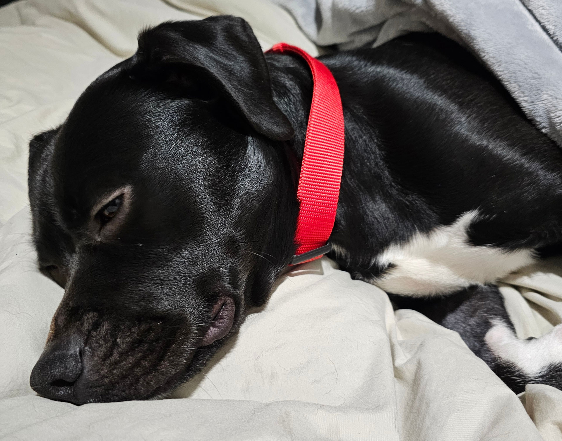 Rose sleeps peacefully in her bed